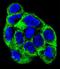 ATPase H+ Transporting V1 Subunit B1 antibody, LS-C156671, Lifespan Biosciences, Immunofluorescence image 