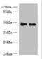 Mitochondrial Ribosomal Protein S5 antibody, A59918-100, Epigentek, Western Blot image 
