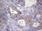 Cell Division Cycle Associated 7 Like antibody, LS-C339219, Lifespan Biosciences, Immunohistochemistry paraffin image 
