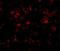 Thioesterase Superfamily Member 4 antibody, NBP1-77360, Novus Biologicals, Immunocytochemistry image 