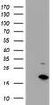 Coiled-Coil-Helix-Coiled-Coil-Helix Domain Containing 5 antibody, LS-C172665, Lifespan Biosciences, Western Blot image 