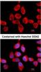 60S acidic ribosomal protein P2 antibody, NBP2-15104, Novus Biologicals, Immunofluorescence image 