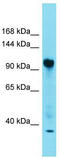 Family With Sequence Similarity 91 Member A1 antibody, TA335394, Origene, Western Blot image 
