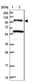 USP6 N-Terminal Like antibody, NBP1-83061, Novus Biologicals, Western Blot image 