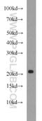 Receptor Accessory Protein 1 antibody, 17988-1-AP, Proteintech Group, Western Blot image 