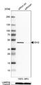 Isocitrate Dehydrogenase (NADP(+)) 2, Mitochondrial antibody, NBP1-85784, Novus Biologicals, Western Blot image 