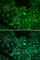 Clusterin antibody, A1472, ABclonal Technology, Immunofluorescence image 