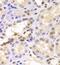 Proteasome 26S Subunit, ATPase 6 antibody, FNab06881, FineTest, Immunohistochemistry paraffin image 