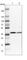 Small Nuclear Ribonucleoprotein U5 Subunit 40 antibody, HPA026527, Atlas Antibodies, Western Blot image 