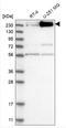 Integrator Complex Subunit 1 antibody, NBP1-85066, Novus Biologicals, Western Blot image 