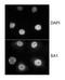 Stromal Antigen 1 antibody, GTX24455, GeneTex, Immunocytochemistry image 
