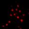 RBQ3 antibody, orb382002, Biorbyt, Immunofluorescence image 