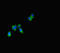 Sphingolipid Transporter 2 antibody, LS-C679609, Lifespan Biosciences, Immunofluorescence image 