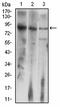 Delta Like Canonical Notch Ligand 4 antibody, orb100896, Biorbyt, Western Blot image 