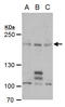 Pre-mRNA cleavage complex 2 protein Pcf11 antibody, GTX120962, GeneTex, Western Blot image 
