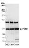 Phosphoglucomutase 2 antibody, A305-551A, Bethyl Labs, Western Blot image 