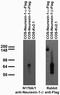 Neurexin-1-beta antibody, 73-216, Antibodies Incorporated, Western Blot image 
