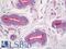 SDC2 antibody, LS-B11460, Lifespan Biosciences, Immunohistochemistry paraffin image 