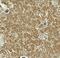 Ectodysplasin A antibody, A01113, Boster Biological Technology, Immunohistochemistry frozen image 
