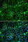 Proliferation-Associated 2G4 antibody, A5376, ABclonal Technology, Immunofluorescence image 