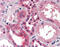 SMAD Family Member 3 antibody, 51-041, ProSci, Immunohistochemistry frozen image 