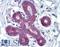 Homeobox A5 antibody, LS-B3532, Lifespan Biosciences, Immunohistochemistry frozen image 