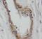 Calcitonin Related Polypeptide Beta antibody, FNab09768, FineTest, Immunohistochemistry frozen image 