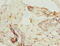 Zinc Finger Protein 232 antibody, CSB-PA026599LA01HU, Cusabio, Immunohistochemistry frozen image 