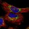 Translocase Of Inner Mitochondrial Membrane 23 antibody, HPA031408, Atlas Antibodies, Immunofluorescence image 