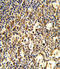 Fc Fragment Of IgG Receptor Ib antibody, LS-C166100, Lifespan Biosciences, Immunohistochemistry frozen image 