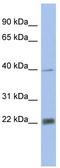 Proteasome subunit alpha type-4 antibody, TA335912, Origene, Western Blot image 