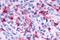 Pyrimidinergic Receptor P2Y6 antibody, NLS2726, Novus Biologicals, Immunohistochemistry paraffin image 