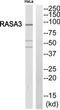RAS P21 Protein Activator 3 antibody, TA312754, Origene, Western Blot image 