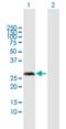 Variable charge X-linked protein 3 antibody, H00051481-B01P, Novus Biologicals, Western Blot image 