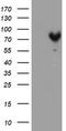 MAGUK p55 subfamily member 5 antibody, LS-C173824, Lifespan Biosciences, Western Blot image 
