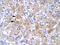 LIM Homeobox 1 antibody, P100851_T100, Aviva Systems Biology, Immunohistochemistry frozen image 