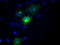 Atrial natriuretic peptide receptor 3 antibody, TA501044, Origene, Immunofluorescence image 