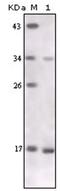 Tumor Necrosis Factor antibody, AM06195PU-N, Origene, Western Blot image 