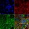 Folliculin Interacting Protein 1 antibody, LS-C775788, Lifespan Biosciences, Immunocytochemistry image 