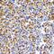 Fibroblast Growth Factor 2 antibody, GTX64354, GeneTex, Immunohistochemistry paraffin image 