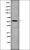 Zinc Finger Protein 25 antibody, orb336237, Biorbyt, Western Blot image 