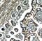 Myosin IA antibody, FNab05503, FineTest, Immunohistochemistry paraffin image 