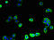 Secretory Carrier Membrane Protein 2 antibody, LS-C396444, Lifespan Biosciences, Immunofluorescence image 