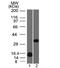 Galectin 13 antibody, 33-662, ProSci, Western Blot image 