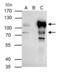 BCL6 Transcription Repressor antibody, PA5-27390, Invitrogen Antibodies, Immunoprecipitation image 