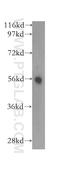 Transmembrane 7 Superfamily Member 2 antibody, 12033-1-AP, Proteintech Group, Western Blot image 