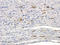 ETS Transcription Factor ERG antibody, orb340747, Biorbyt, Immunohistochemistry paraffin image 