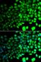 Protein Kinase AMP-Activated Catalytic Subunit Alpha 2 antibody, orb373617, Biorbyt, Immunocytochemistry image 