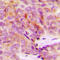 Mitochondrial Ribosomal Protein S18A antibody, LS-C356191, Lifespan Biosciences, Immunohistochemistry frozen image 