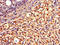Quinoid Dihydropteridine Reductase antibody, LS-C396559, Lifespan Biosciences, Immunohistochemistry paraffin image 